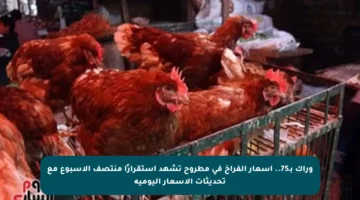 وراك بـ75.. أسعار الفراخ في مطروح تشهد استقرارًا منتصف الأسبوع مع تحديثات الأسعار اليومية